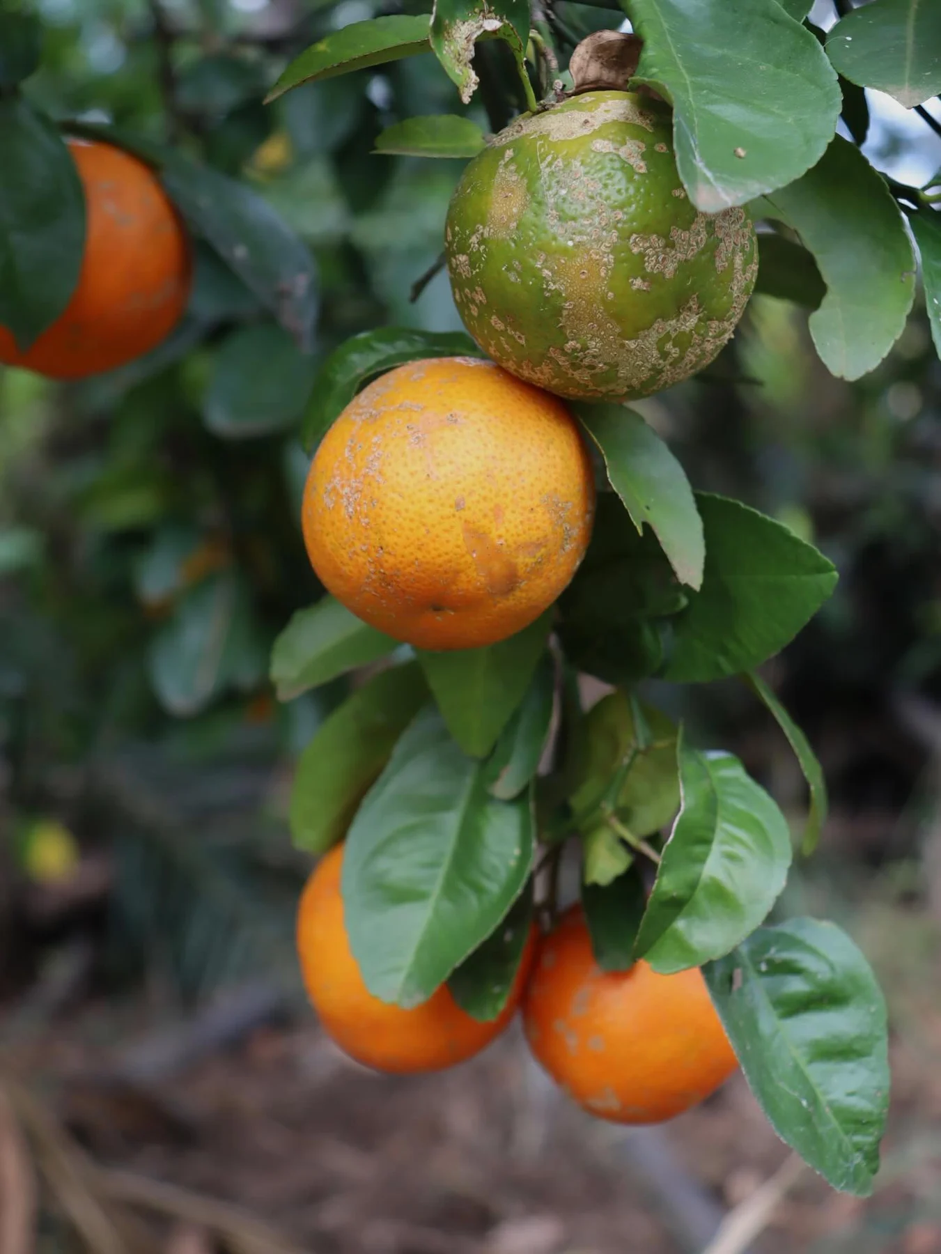 Laranjas no pé, fotografadas durante a pesquisa de campo publicada pela Laís